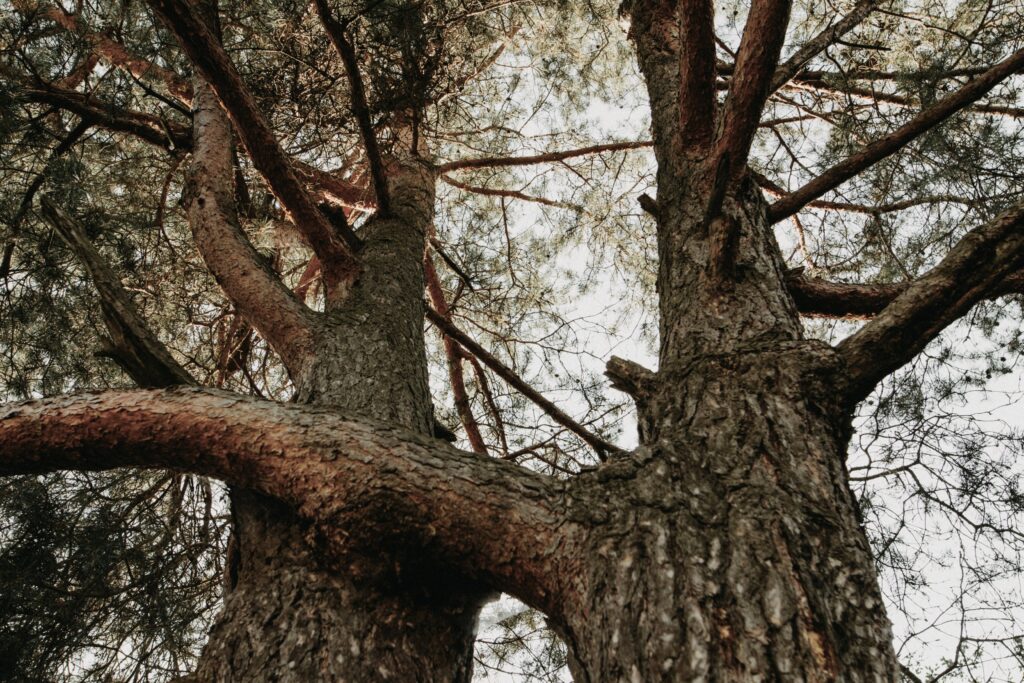 Two hugging trees