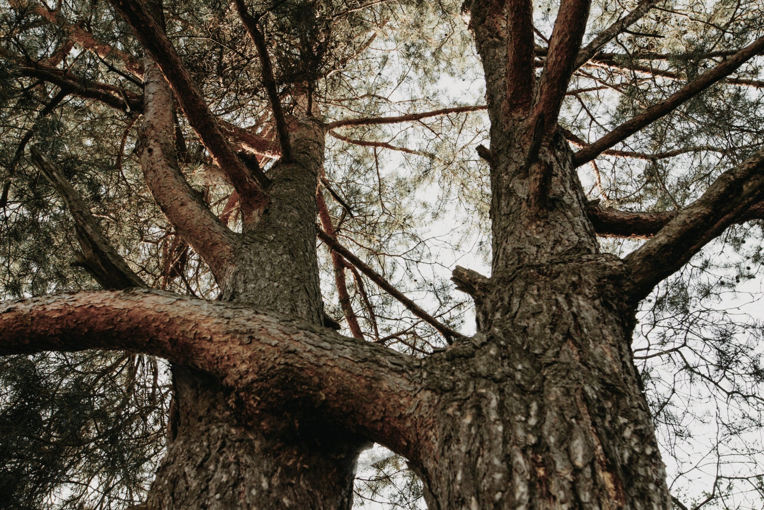 Two hugging trees